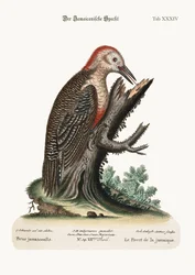 The Wood-Pecker of Jamaica, 1749-73